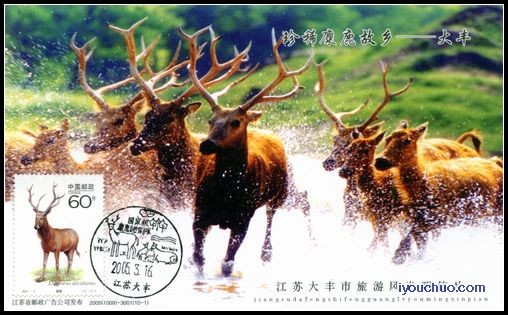 珍稀麋鹿故乡--大丰麋鹿极限片盖风景戳.jpg