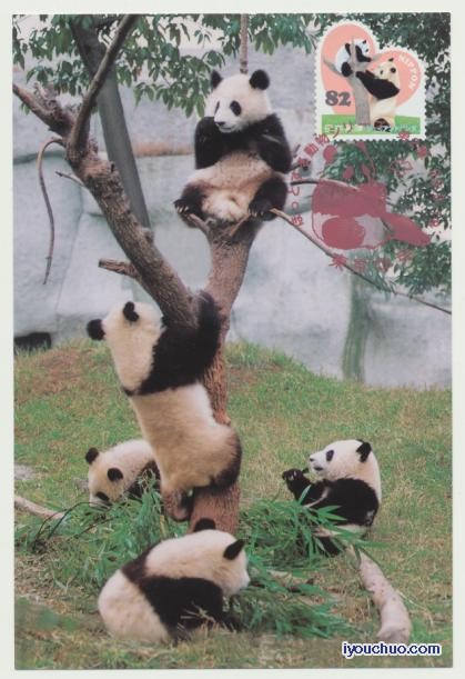 大熊猫8.JPG